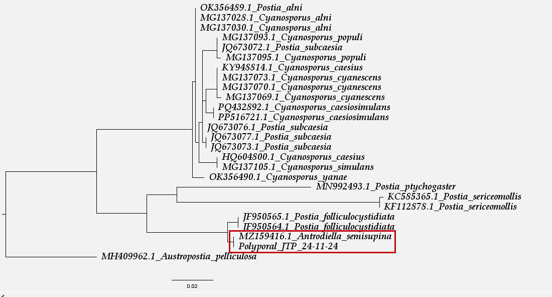 Árbol Filogenético